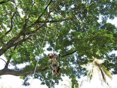 Crow intertwined in the deadly manja rescued from 90 ft tree