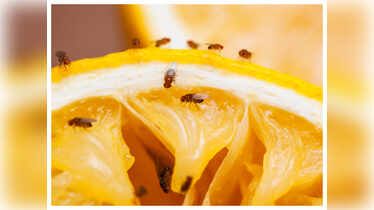 Small flies in kitchen discount