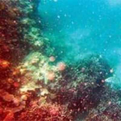 '˜Sex on the reef' during holi in Lakshadweep