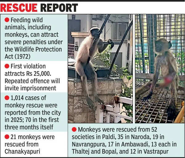 Feeding monkeys? Stop! It is a punishable offence now in Ahmedabad