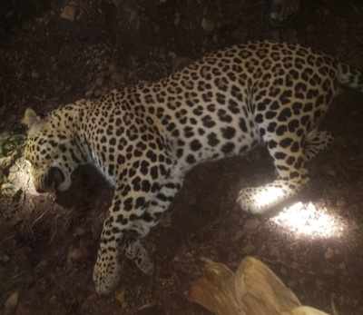 Man-eating leopard that terrorised Baramati locals shot dead on Friday