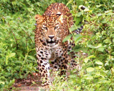 Leopard snatches girl, 4, as gran looks on
