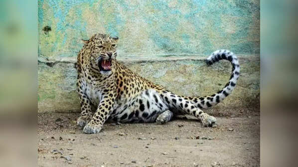 Leopard sighting near Ahmedabad