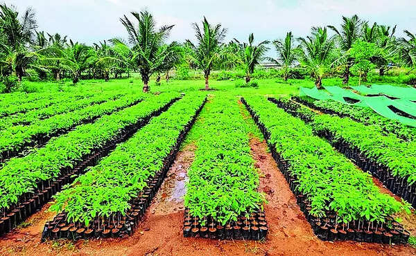 10 lakh free saplings to improve green cover