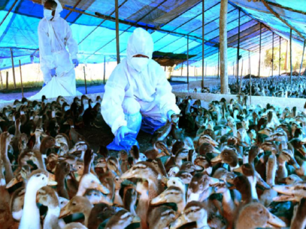 Bird flu in Kerala: Alappuzha district administration culls 20,330 birds
