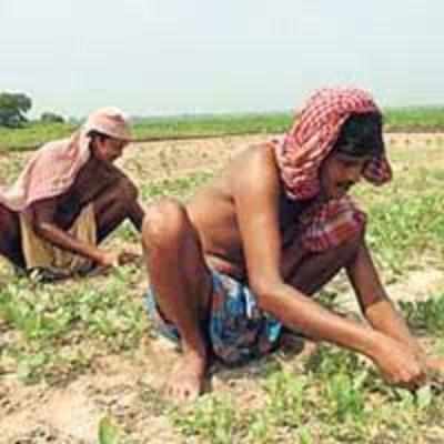 Nagpur farmers facing fertilizer shortage