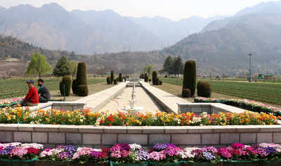 Jammu & Kashmir: Million of tulips to bloom in Srinagar’s Tulip Garden, all set to welcome visitors