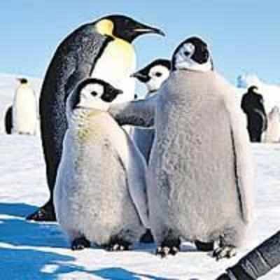 Nosy penguins zoom in on camera in Antarctica