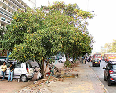 70 trees spared as BMC takes leaf out of Barcelona book
