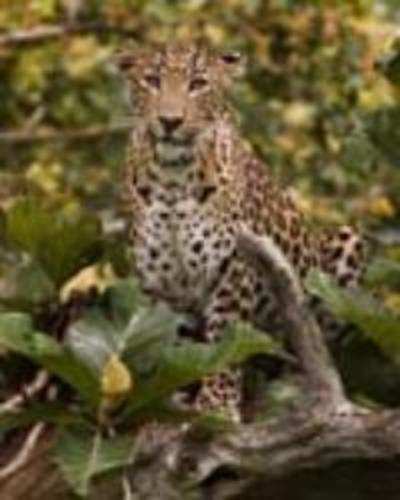 Poachers change their spots, target leopards