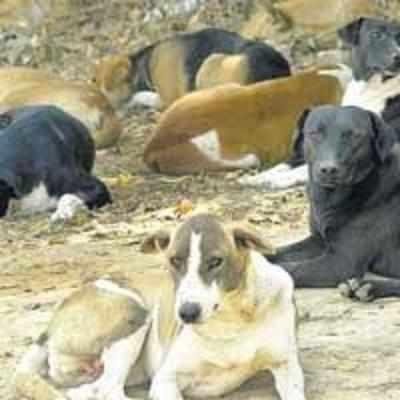 Experts to descend on B'lore for dog fight