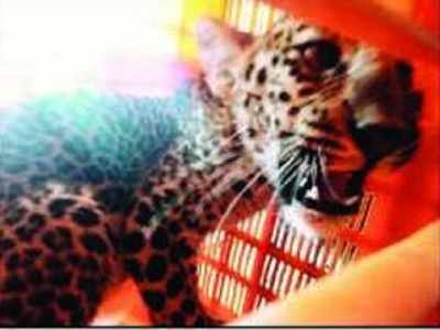 Maharashtra: Leopard cub enters hut, dozes off beside 2 kids