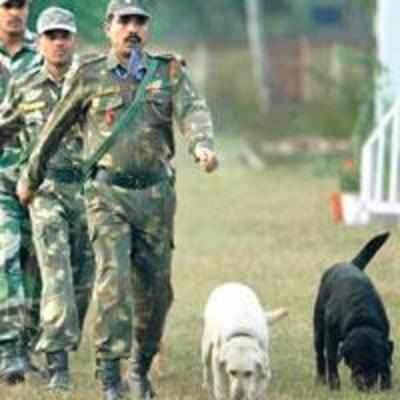 Canines give army biting edge