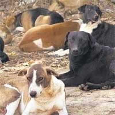 Money to end stray dog menace can go into housing the poor