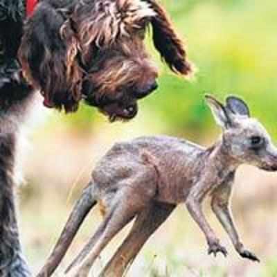 Dog saves baby kangaroo