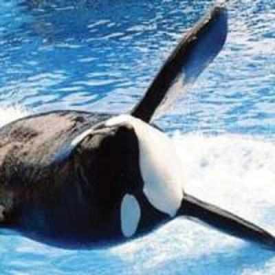Five killer whales suing SeaWorld in landmark slavery case
