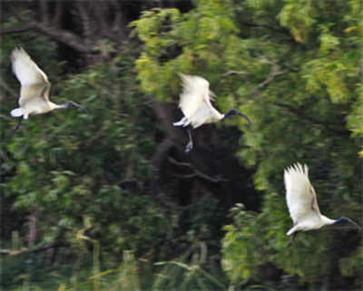 Which other city can boast of a 37-acre bird sanctuary?