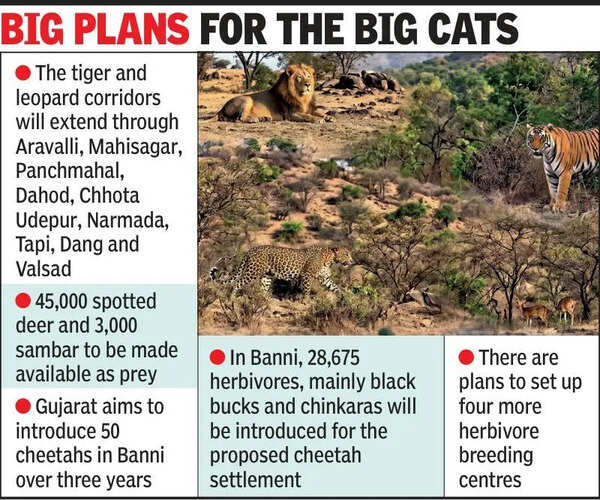 Guj forest dept to create corridors for tigers, cheetahs and leopards