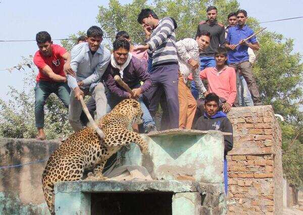 Leopard enters Gurugram village, attacks 8, beaten to death