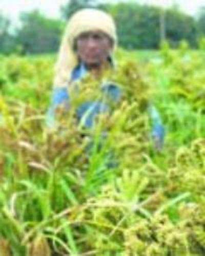 Crops wiped out in traditional areas: Study