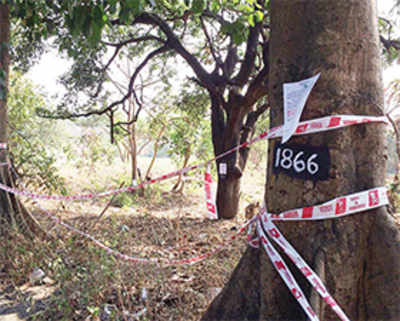 Residents gear up for protest after notices for removal put up on trees