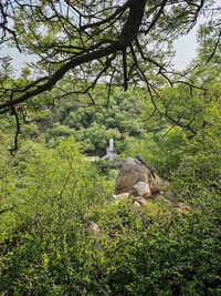 Haryana begins sacred grove identification drive