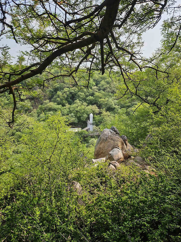 Haryana begins sacred grove identification drive