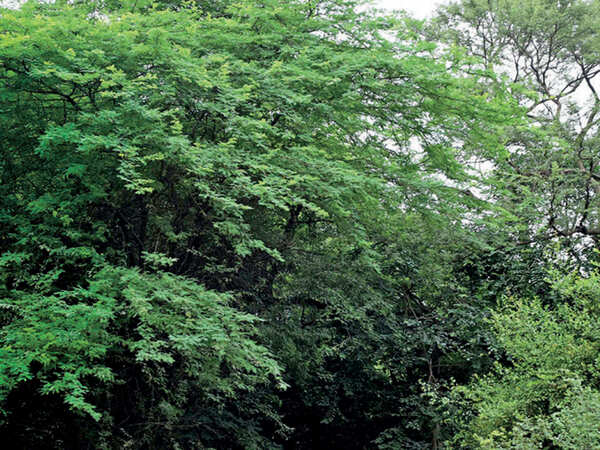 Faridabad forest official’s wife buys land for Rs 10 lakh in Aravalis, complaint filed