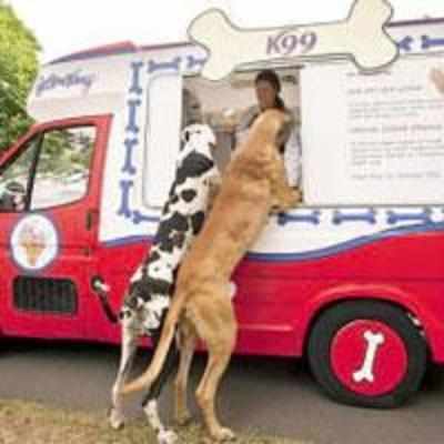 Cool treat - an ice cream van exclusively for dogs