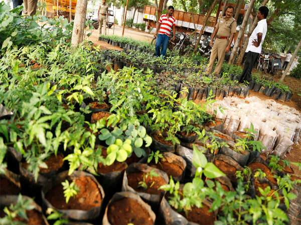 Drive to plant 22.1 lakh saplings begins