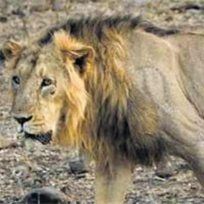 Lonely lion kills lioness at Kerala zoo