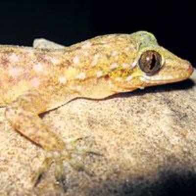 Goregaon boy discovers new species of gecko