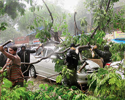 Tree falls outside BMC headquarters, crushes 2 vehicles