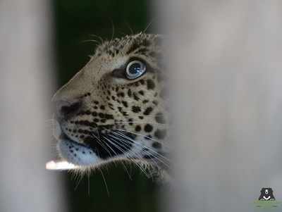 Leopard rescued from 50 feet deep well