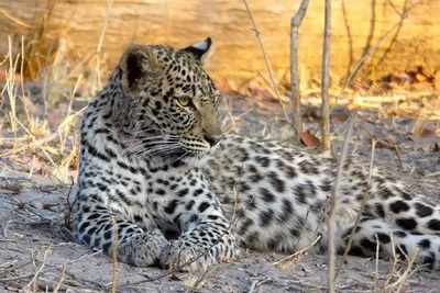 Carcasses of leopard, sambar found in Film City
