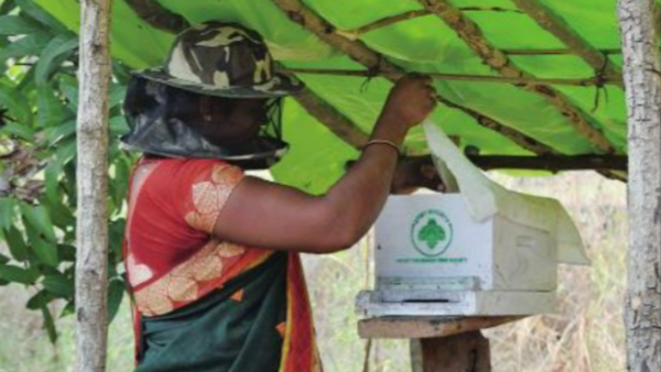 Bees bring honey and money to poor villages north of Mumbai