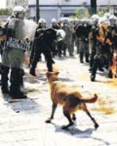 Stray protester: Sausage the Greek riot dog