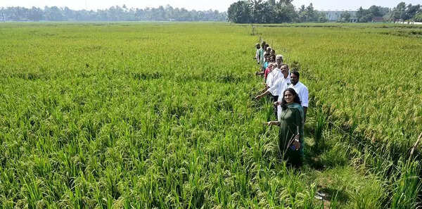 Locals help revive paddy fields in Eloor-Edayar belt