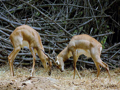 Story Behind The Photo: While passing the buck