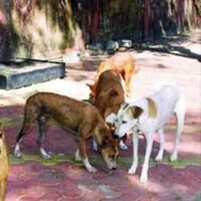 Stray dogs cause menace