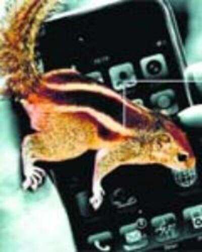 Code name: Squirrel