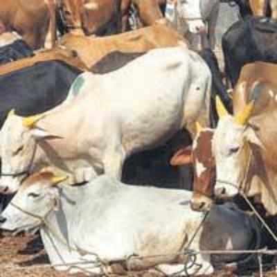 HC stays order on slaughter ban