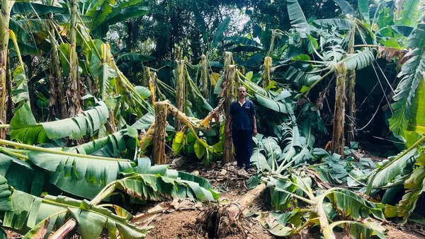 Heavy winds cause widespread crop damage in Sreemoolanagaram