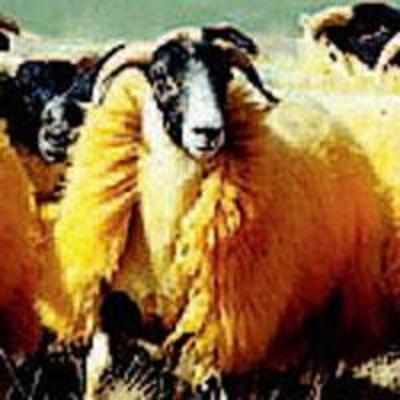 Farmer dyes sheep orange to stop them being stolen