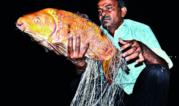 From tonight, knives out for monster fish lurking in Sukhna depths