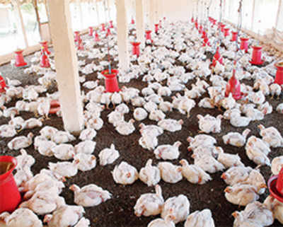 Bird flu scare: 2 lakh ducks to be culled in Kerala farms