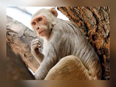 Over 100 monkeys die in a week in UP’s Amroha