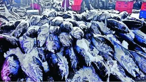Study reaffirms Kerala's unique fish-eating culture