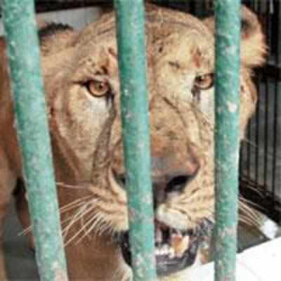 Lioness kills man; her companion escapes from SGNP enclosure