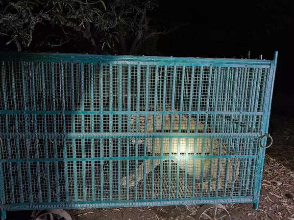Woman killed by lioness in mango orchard in Amreli